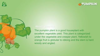 About pumpkin
The pumpkin plant is a good houseplant with
excellent vegetable yield. This plant is categorized
under the vegetable and creeper plant. Yellowish to
orange fruit is globular to oblong and the stem is hard
woody and angled.
 