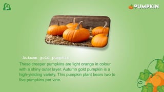 Autumn gold pumpkin
These creeper pumpkins are light orange in colour
with a shiny outer layer. Autumn gold pumpkin is a
high-yielding variety. This pumpkin plant bears two to
five pumpkins per vine.
 