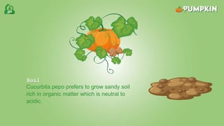 Soil
Cucurbita pepo prefers to grow sandy soil
rich in organic matter which is neutral to
acidic.
 