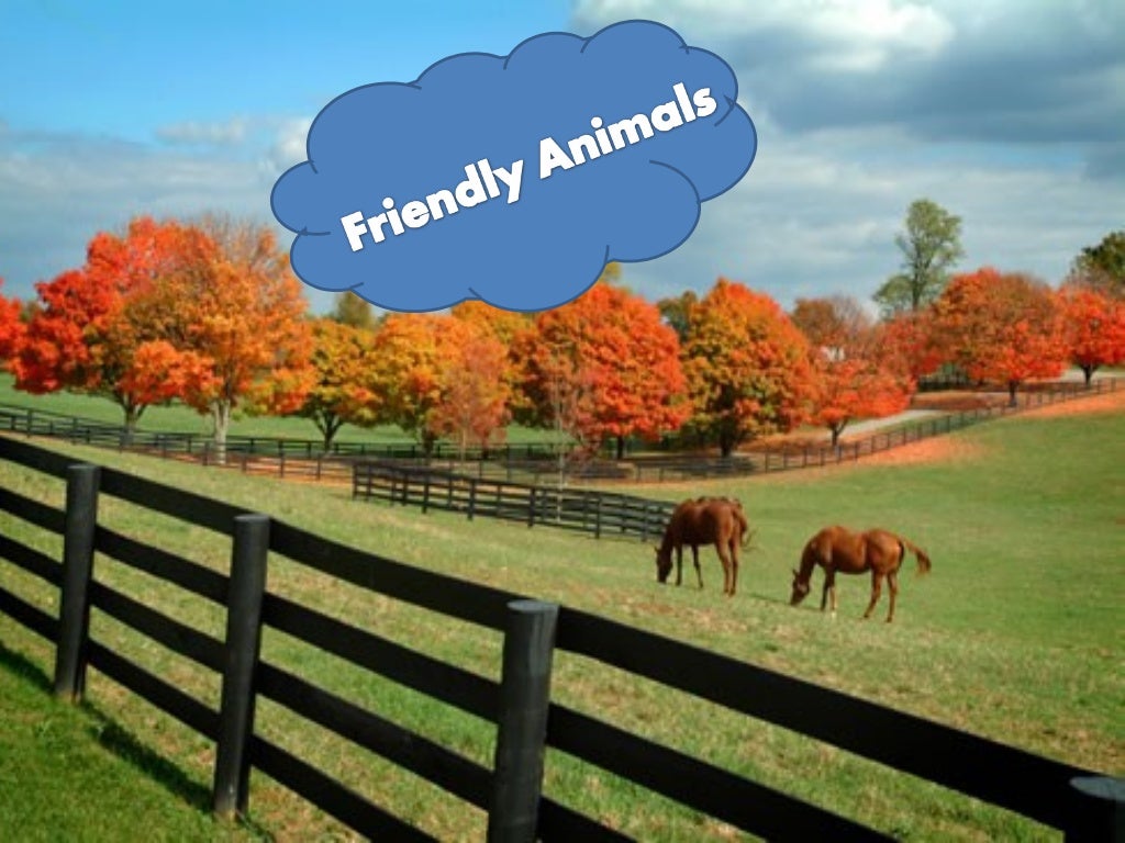 Pumpkin farm Cambridge