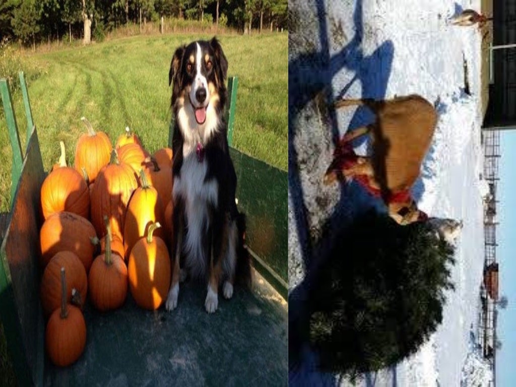 Pumpkin farm Cambridge