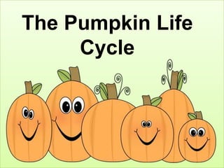 The Pumpkin Life
     Cycle
 