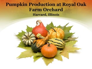 Pumpkin Production at Royal Oak Farm Orchard Harvard, Illinois 