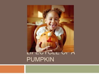 Lifecycle of a Pumpkin 