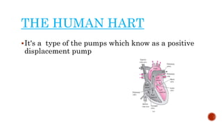 THE HUMAN HART
It's a type of the pumps which know as a positive
displacement pump
 