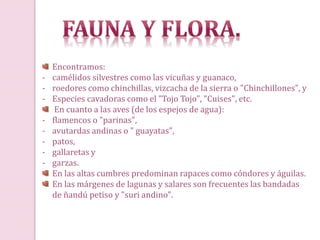 Encontramos:
- camélidos silvestres como las vicuñas y guanaco,
- roedores como chinchillas, vizcacha de la sierra o "Chinchillones", y
- Especies cavadoras como el "Tojo Tojo", "Cuises", etc.
En cuanto a las aves (de los espejos de agua):
- flamencos o "parinas",
- avutardas andinas o " guayatas",
- patos,
- gallaretas y
- garzas.
En las altas cumbres predominan rapaces como cóndores y águilas.
En las márgenes de lagunas y salares son frecuentes las bandadas
de ñandú petiso y "suri andino".
 