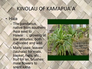 KINOLAU OF KAMAPUA`A
• Hala
  – The pandanus,
    native from southern
    Asia east to
    Hawaiʻi, growing at
    low altitudes, both
    cultivated and wild.
  – Many uses: leaves
    (lauhala) for mats,
    basket, hats, etc.;
    fruit for lei, brushes;
    male flowers to
    scent kapa.
 
