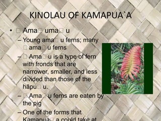 KINOLAU OF KAMAPUA`A
• ʻAmaʻumaʻu
 – Young amaʻu ferns; many
   ʻamaʻu ferns
 – ʻAmaʻu is a type of fern
   with fronds that are
   narrower, smaller, and less
   divided than those of the
   hāpuʻu.
 – ʻAmaʻu ferns are eaten by
   the pig
 – One of the forms that
 