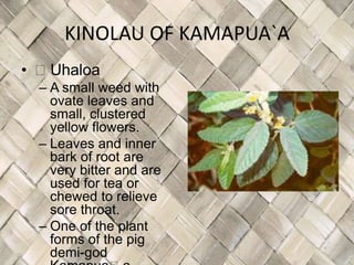 KINOLAU OF KAMAPUA`A
• ʻUhaloa
  – A small weed with
    ovate leaves and
    small, clustered
    yellow flowers.
  – Leaves and inner
    bark of root are
    very bitter and are
    used for tea or
    chewed to relieve
    sore throat.
  – One of the plant
    forms of the pig
    demi-god
 