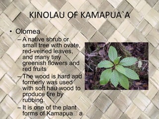 KINOLAU OF KAMAPUA`A
• Olomea
  – A native shrub or
    small tree with ovate,
    red-veined leaves,
    and many tiny
    greenish flowers and
    red fruits
  – The wood is hard and
    formerly was used
    with soft hau wood to
    produce fire by
    rubbing.
  – It is one of the plant
    forms of Kamapuaʻa
 