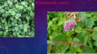 PUNARNOVA LEAVES.
 