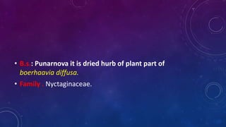 • B.s.: Punarnova it is dried hurb of plant part of
boerhaavia diffusa.
• Family . Nyctaginaceae.
 