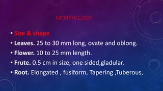 MORPHOLOGY
• Size & shape
• Leaves. 25 to 30 mm long, ovate and oblong.
• Flower. 10 to 25 mm length.
• Frute. 0.5 cm in size, one sided,gladular.
• Root. Elongated , fusiform, Tapering ,Tuberous,
 
