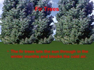 Fir Trees




• The fir trees lets the sun through in the
  winter months and blocks the cold air.
 