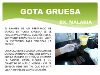 GOTA GRUESA
EL EXAMEN DE UN PREPARADO DE
SANGRE EN "GOTA GRUESA" ES EL
PRIMER PASO PARA EL DIAGNÓSTICO. SI
SON VISTOS PARÁSITOS, SE DEBE HACER
UN EXTENDIDO PARA VERIFICAR LA
ESPECIE.
GOTA GRUESA: SE COLOCA UNA GOTA DE
SANGRE EN UN PORTAOBJETOS LIMPIO Y
CON LA ESQUINA DE OTRO, SE DISEMINA
LA SANGRE HASTA LLEGAR A UN
DIÁMETRO DE MÁS O MENOS 1 CM. EL
ESPESOR DEBE SER TAL QUE PERMITA
LEER A TRAVÉS DE LA PREPARACIÓN.
DX. MALARIA
 