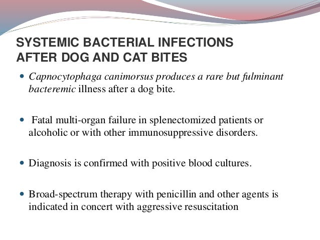 Dog Bite Infection Organism Dog Bite Infection Organism