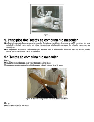 Figura 12


9. Princípios dos Testes de comprimento muscular
   A finalidade da avaliação do comprimento muscular (flexibilidade) consiste em determinar se a ADM que ocorre em uma
   articulação é limitada ou excessiva em virtude das estruturas articulares intrínsecas ou dos músculos que cruzam as
   articulações;
   O comprimento do músculo é determinado pela distância entre as extremidades proximal e distal do músculo, sendo
   medido por seu efeito sobre a ADM da articulação.


9.1 Testes de comprimento muscular
Punho:
Músculos flexor ulnar do carpo, flexor radial do carpo e palmar longo;
Músculos extensores longo e curto radiais do carpo e músculo extensor ulnar do carpo.




                               Figura 13 - Teste de Comprimento Muscular - Flexores do Punho


Dedos:
Músculo flexor superficial dos dedos.
 
