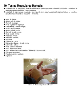 10. Testes Musculares Manuais
 Parte integrante do exame físico, fornecendo informações úteis no diagnóstico diferencial, prognóstico e tratamento de
 patologias musculoesqueléticas e neuromusculares;
 A avaliação da força muscular manual deve ocorrer quando forem descartadas outras limitações articulares ou musculares
 (encurtamentos) impedindo ou dificultando o movimento.


 Adutor do polegar;
 Abdutor curto do polegar;
 Oponente do polegar;
 Flexor longo e curto do polegar;
 Extensor longo e curto do polegar;
 Abdutor longo do polegar;
 Abdutor do dedo mínimo;
 Oponente do dedo mínimo;
 Flexor do dedo mínimo;
 Interósseos dorsais;
 Interósseos palmares;
 Lumbricais;
 Palmar longo e curto;
 Extensor do indicador e do dedo mínimo;
 Extensor dos dedos;
 Flexor superficial dos dedos;
 Flexor profundo dos dedos;
 Flexor radial e ulnar do carpo; extensor radial longo e curto do carpo;
 Extensor ulnar do carpo;
 Pronador redondo e quadrado;
 Supinador.




                                         Figura 14 - Teste de Oponência do Polegar
 