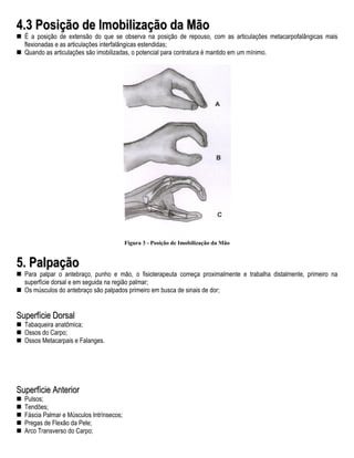 4.3 Posição de Imobilização da Mão
  É a posição de extensão do que se observa na posição de repouso, com as articulações metacarpofalângicas mais
  flexionadas e as articulações interfalângicas estendidas;
  Quando as articulações são imobilizadas, o potencial para contratura é mantido em um mínimo.




                                          Figura 3 - Posição de Imobilização da Mão


5. Palpação
  Para palpar o antebraço, punho e mão, o fisioterapeuta começa proximalmente e trabalha distalmente, primeiro na
  superfície dorsal e em seguida na região palmar;
  Os músculos do antebraço são palpados primeiro em busca de sinais de dor;


Superfície Dorsal
  Tabaqueira anatômica;
  Ossos do Carpo;
  Ossos Metacarpais e Falanges.




Superfície Anterior
  Pulsos;
  Tendões;
  Fáscia Palmar e Músculos Intrínsecos;
  Pregas de Flexão da Pele;
  Arco Transverso do Carpo;
 