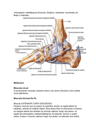-Articulações interfalângicas:Sinoviais Ginglimo, realizando movimentos de 
flexão e extensão. 
MÚSCULO 
Músculos do pé 
O pé apresenta músculos situados sobre o seu dorso (dorsais) e sob a planta 
do pé (plantares). 
Músculos Dorsais Do Pé 
Músculo EXTENSOR CURTO DOS DEDOS 
Pequeno músculo que se origina na superfície dorsal, na região lateral do 
calcâneo, adiante do maléolo lateral. Seus feixes finos se direcionam e inserem 
na margem lateral dos tendões do músculo extensor longo dos dedos, na 
região das articulações metatarsofalângicas do segundo, terceiro e quarto 
dedos. Auxilia o músculo extensor longo dos dedos, na extensão dos dedos. 
 
