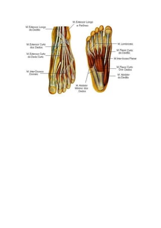 Anatomia Punho e mão, Tornozelo e pé