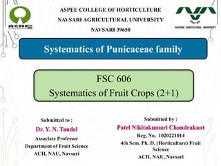 Submitted to :
Associate Professor
Department of Fruit Science
ACH, NAU, Navsari
Systematics of Punicaceae family
Submitted by :
Reg. No. 1020221014
4th Sem. Ph. D. (Horticulture) Fruit
Science
ACH, NAU, Navsari
ASPEE COLLEGE OF HORTICULTURE
NAVSARI AGRICULTURAL UNIVERSITY
NAVSARI 39650
 