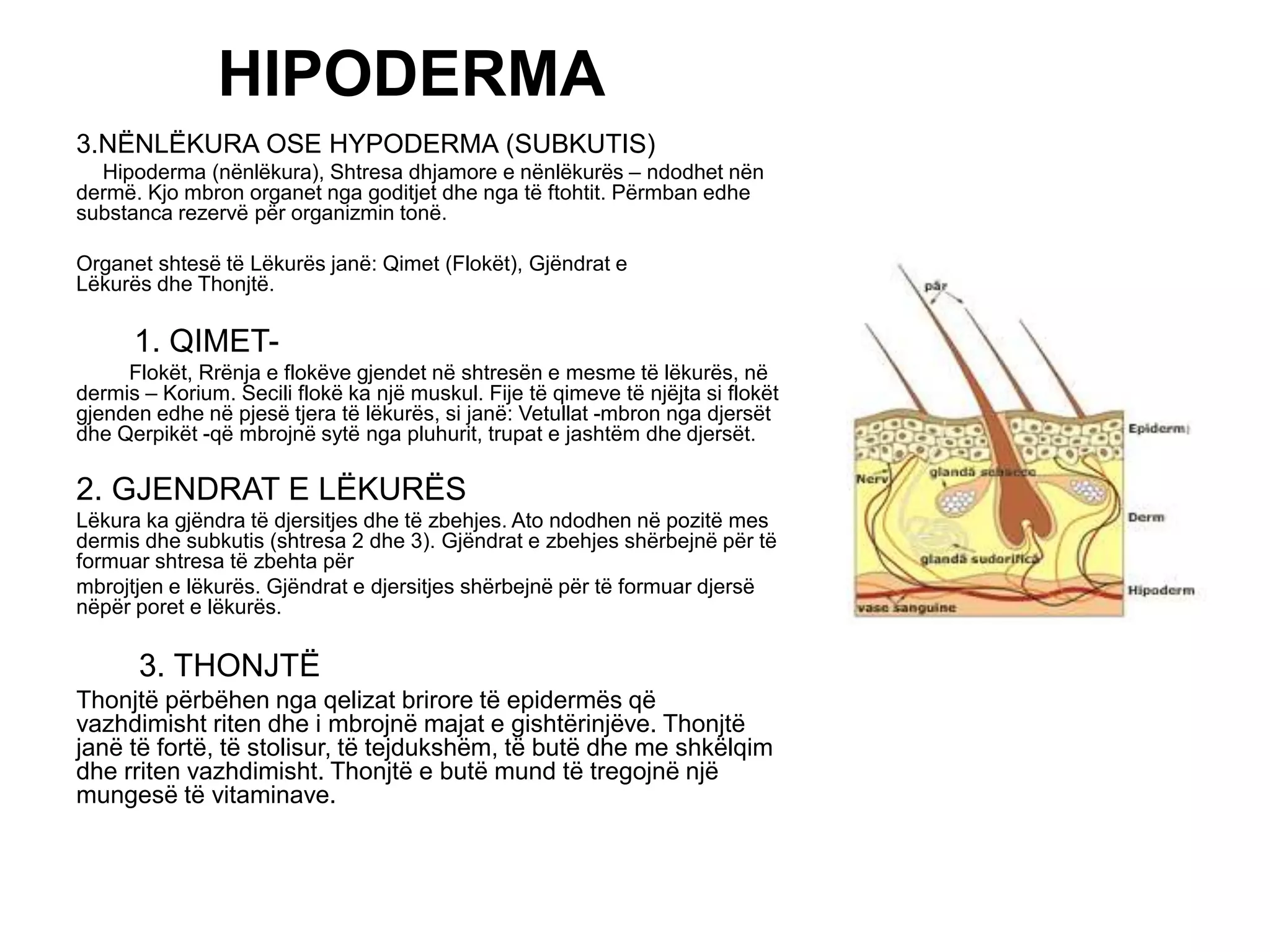 Punim seminarik | PPTX