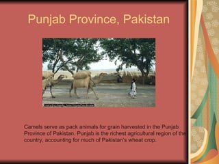 Punjab Province, Pakistan Camels serve as pack animals for grain harvested in the Punjab Province of Pakistan. Punjab is the richest agricultural region of the country, accounting for much of Pakistan’s wheat crop. 