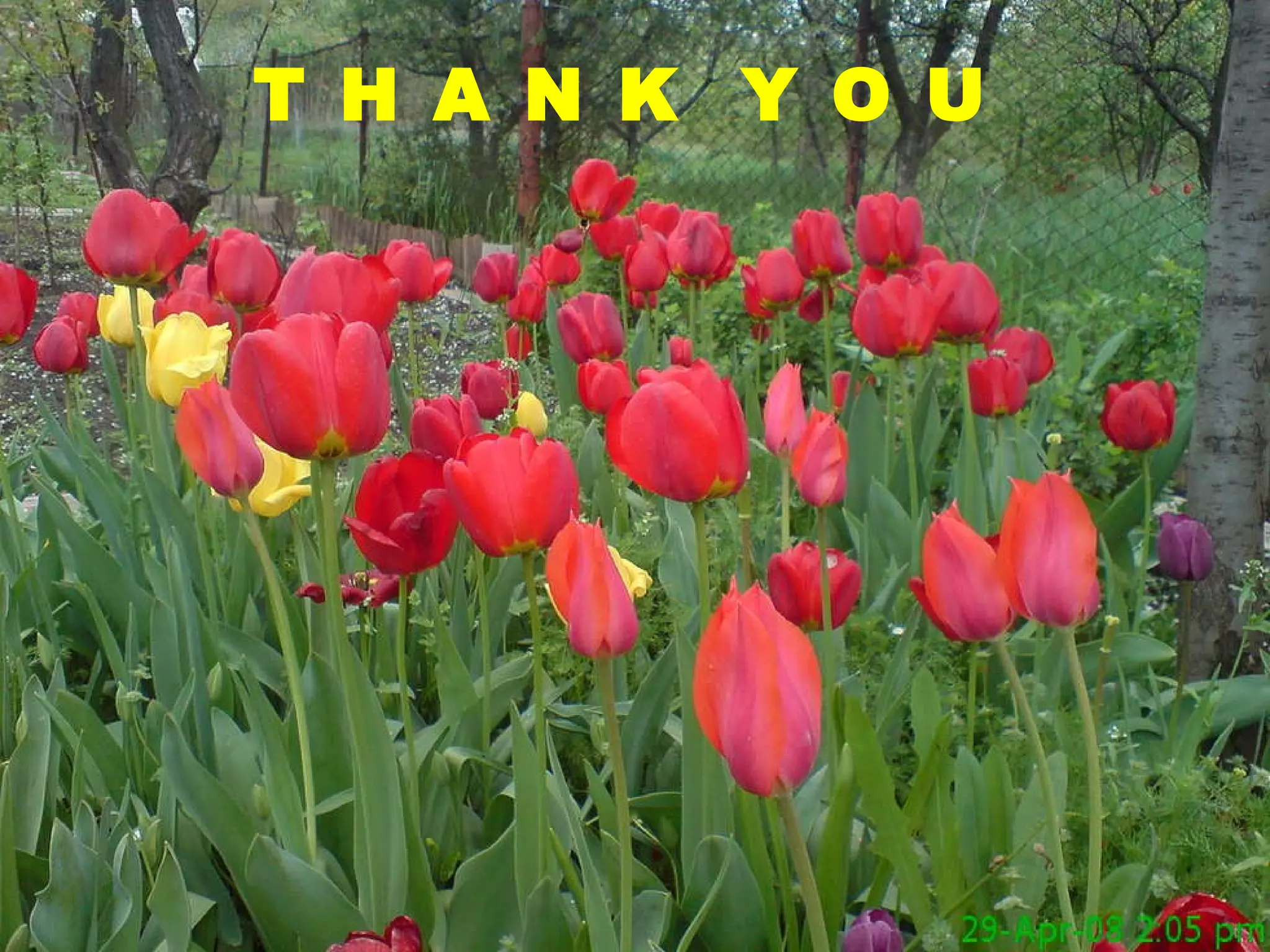 TAHNK YOU T H A N K Y O U