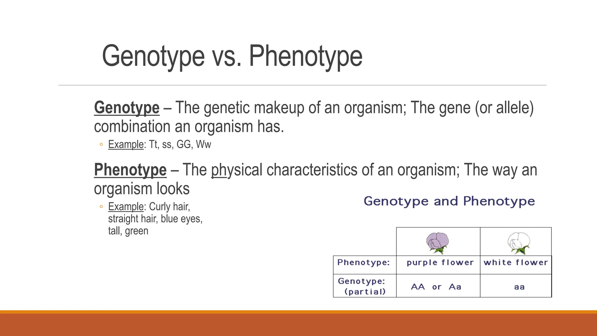 Genotype vs. Phenotype
Genotype – The genetic makeup of an organism; The gene (or allele)
combination an organism has.
◦ Example: Tt, ss, GG, Ww
Phenotype – The physical characteristics of an organism; The way an
organism looks
◦ Example: Curly hair,
straight hair, blue eyes,
tall, green
 