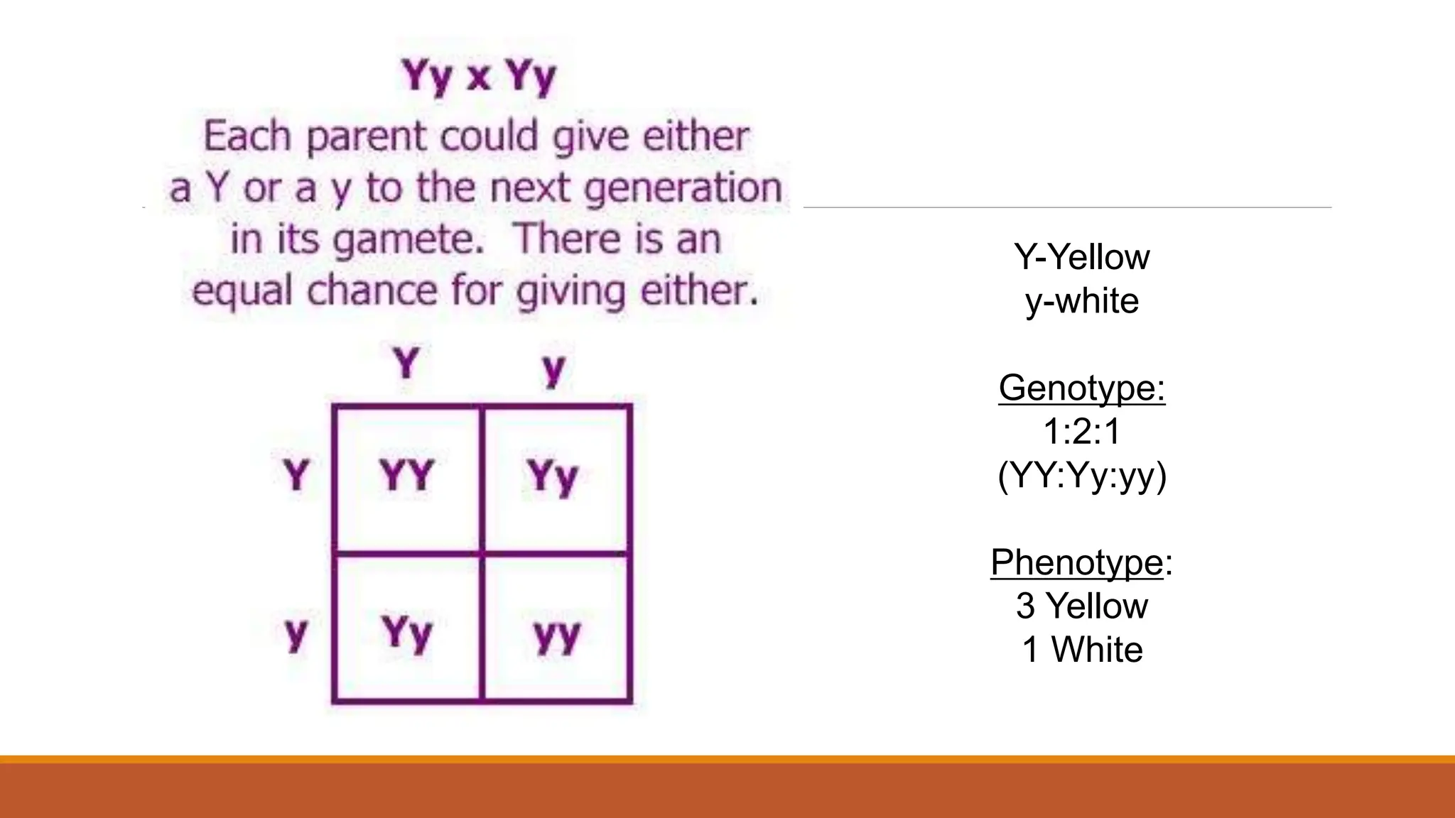 Y-Yellow
y-white
Genotype:
1:2:1
(YY:Yy:yy)
Phenotype:
3 Yellow
1 White
 