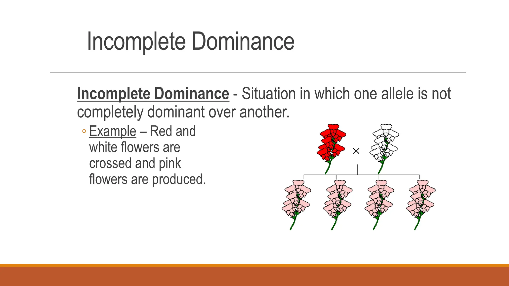 Incomplete Dominance
Incomplete Dominance - Situation in which one allele is not
completely dominant over another.
◦ Example – Red and
white flowers are
crossed and pink
flowers are produced.
 