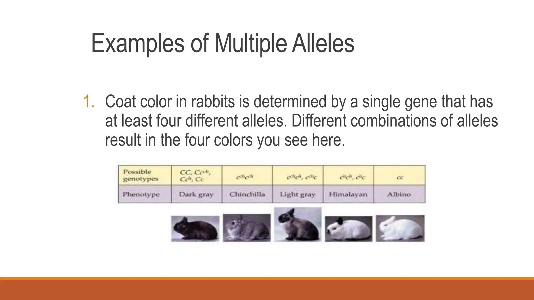 Examples of Multiple Alleles
1. Coat color in rabbits is determined by a single gene that has
at least four different alleles. Different combinations of alleles
result in the four colors you see here.
 