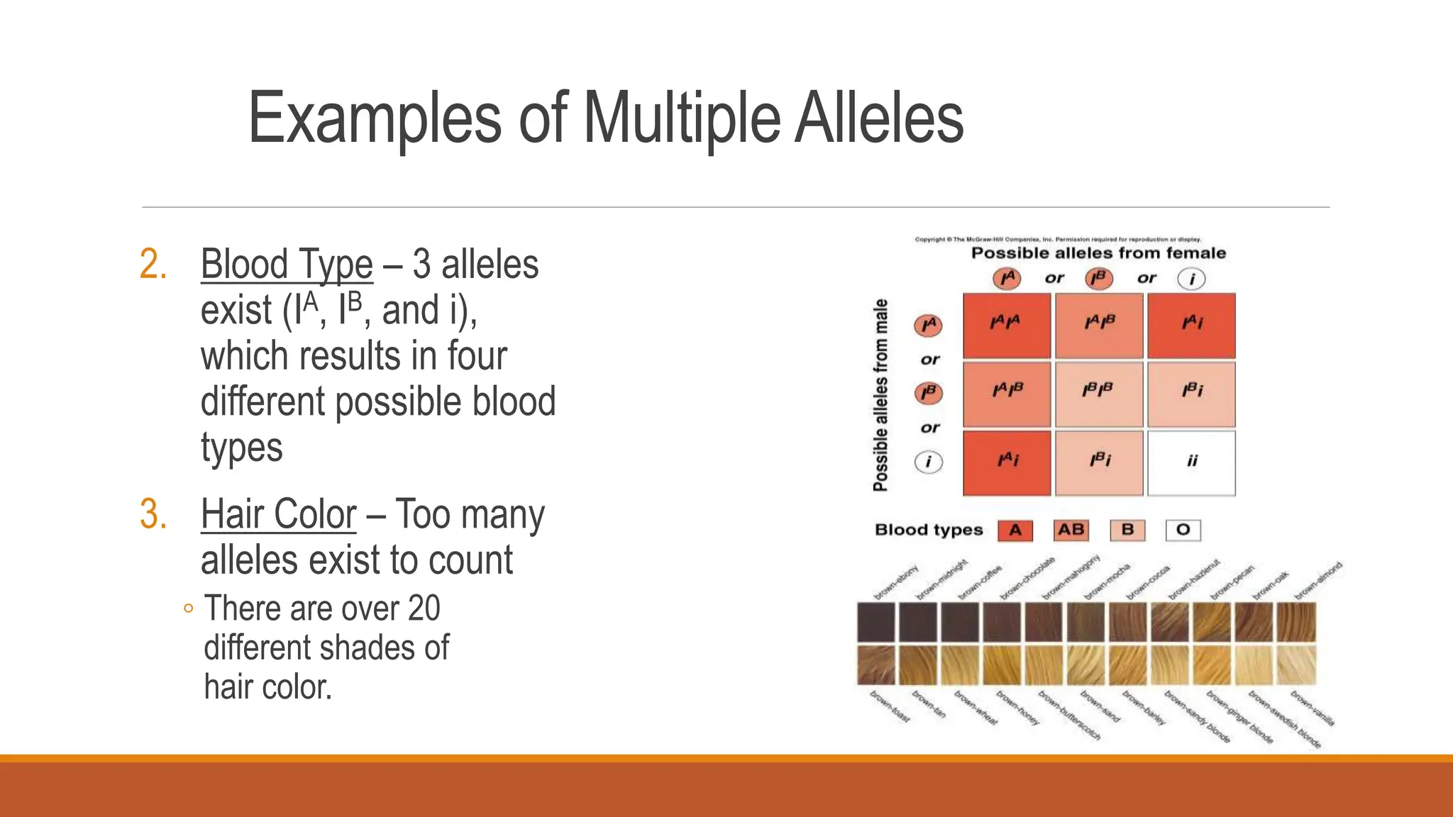Examples of Multiple Alleles
2. Blood Type – 3 alleles
exist (IA, IB, and i),
which results in four
different possible blood
types
3. Hair Color – Too many
alleles exist to count
◦ There are over 20
different shades of
hair color.
 