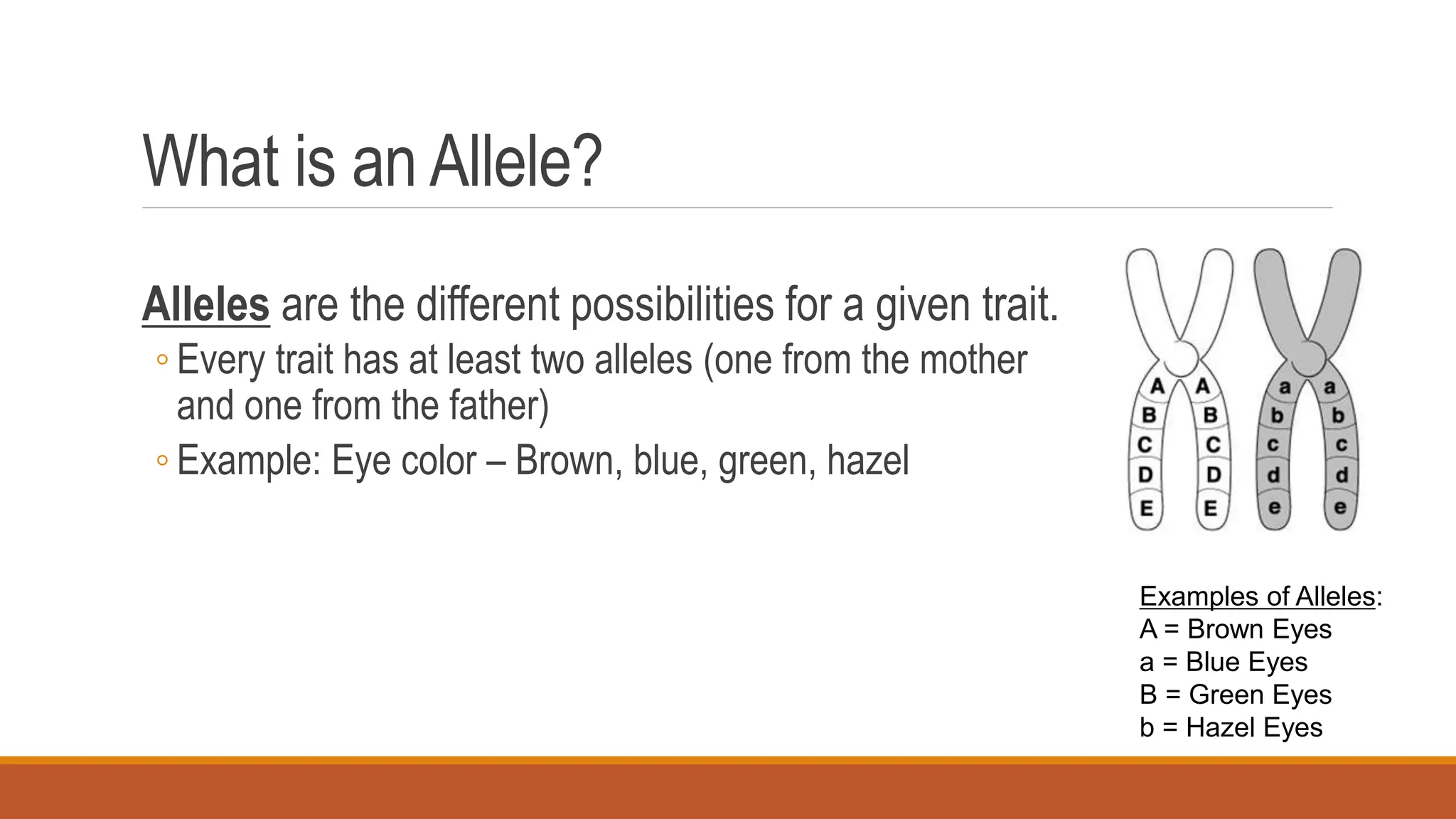 What is an Allele?
Alleles are the different possibilities for a given trait.
◦ Every trait has at least two alleles (one from the mother
and one from the father)
◦ Example: Eye color – Brown, blue, green, hazel
Examples of Alleles:
A = Brown Eyes
a = Blue Eyes
B = Green Eyes
b = Hazel Eyes
 