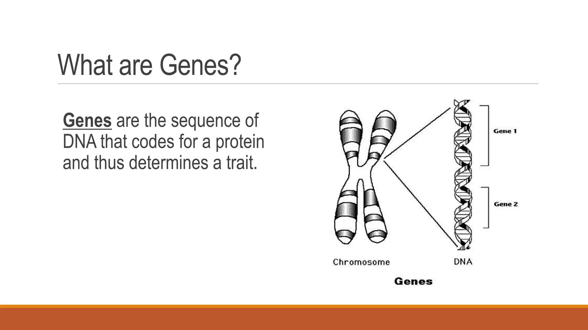 What are Genes?
Genes are the sequence of
DNA that codes for a protein
and thus determines a trait.
 