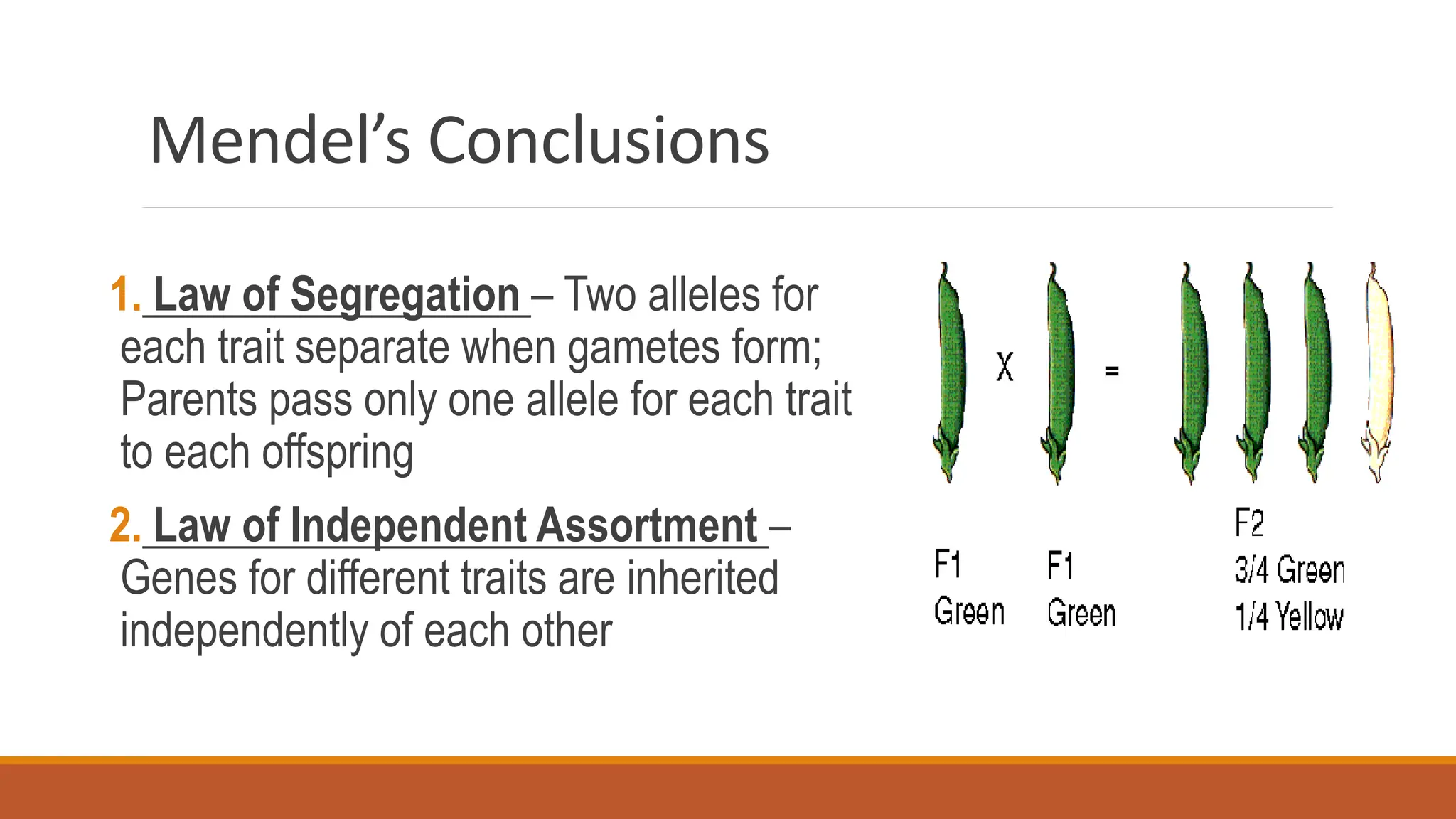 Mendel’s Conclusions
1. Law of Segregation – Two alleles for
each trait separate when gametes form;
Parents pass only one allele for each trait
to each offspring
2. Law of Independent Assortment –
Genes for different traits are inherited
independently of each other
 