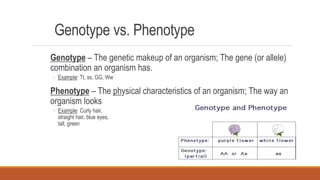 Genotype vs. Phenotype
Genotype – The genetic makeup of an organism; The gene (or allele)
combination an organism has.
◦ Example: Tt, ss, GG, Ww
Phenotype – The physical characteristics of an organism; The way an
organism looks
◦ Example: Curly hair,
straight hair, blue eyes,
tall, green
 