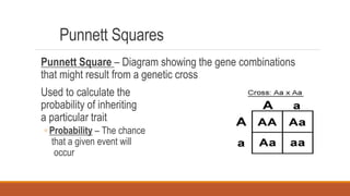 Punnett Squares
Punnett Square – Diagram showing the gene combinations
that might result from a genetic cross
Used to calculate the
probability of inheriting
a particular trait
◦ Probability – The chance
that a given event will
occur
 