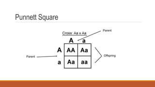 Punnett Square
Parent
Parent Offspring
 