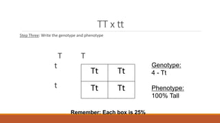 TT x tt
Step Three: Write the genotype and phenotype
T T
t
t
Tt Tt
Tt Tt
Genotype:
4 - Tt
Phenotype:
100% Tall
Remember: Each box is 25%
 