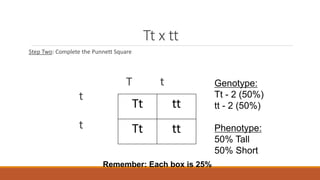 Tt x tt
Step Two: Complete the Punnett Square
T t
t
t
Tt tt
Tt tt
Genotype:
Tt - 2 (50%)
tt - 2 (50%)
Phenotype:
50% Tall
50% Short
Remember: Each box is 25%
 