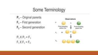 Some Terminology
P1 – Original parents
F1 – First generation
F2 – Second generation
P1 X P1 = F1
F1 X F1 = F2
 