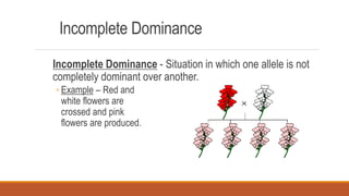 Incomplete Dominance
Incomplete Dominance - Situation in which one allele is not
completely dominant over another.
◦ Example – Red and
white flowers are
crossed and pink
flowers are produced.
 