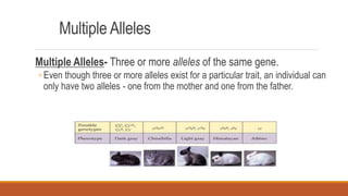 Multiple Alleles
Multiple Alleles- Three or more alleles of the same gene.
◦ Even though three or more alleles exist for a particular trait, an individual can
only have two alleles - one from the mother and one from the father.
 
