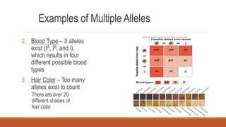 Examples of Multiple Alleles
2. Blood Type – 3 alleles
exist (IA, IB, and i),
which results in four
different possible blood
types
3. Hair Color – Too many
alleles exist to count
◦ There are over 20
different shades of
hair color.
 