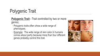 Polygenic Trait
Polygenic Trait - Trait controlled by two or more
genes.
◦ Polygenic traits often show a wide range of
phenotypes.
◦ Example: The wide range of skin color in humans
comes about partly because more than four different
genes probably control this trait.
 