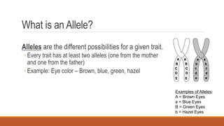 What is an Allele?
Alleles are the different possibilities for a given trait.
◦ Every trait has at least two alleles (one from the mother
and one from the father)
◦ Example: Eye color – Brown, blue, green, hazel
Examples of Alleles:
A = Brown Eyes
a = Blue Eyes
B = Green Eyes
b = Hazel Eyes
 