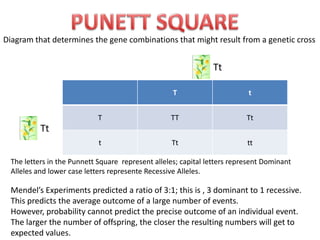 PUNETT SQUARE Diagramthat determines the gene combinationsthatmightresultfrom a geneticcross Tt Tt Theletters in thePunnettSquarerepresentalleles; capital lettersrepresentDominantAlleles and lower case letters represente RecessiveAlleles. Mendel’sExperimentspredicted a ratio of 3:1; thisis , 3 dominantto 1 recessive.  Thispredictstheaverageoutcome of a largenumber of events. However, probabilitycannotpredictthe precise outcome of an individual event.  Thelargerthenumber of offspring, theclosertheresultingnumberswillgettoexpectedvalues. 