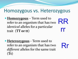 Homozygous vs. Heterozygous
 Homozygous – Term used to
refer to an organism that has two
identical alleles for a particular
trait (TT or tt)
 Heterozygous - Term used to
refer to an organism that has two
different alleles for the same trait
(Tt)
RR
Rr
rr
 